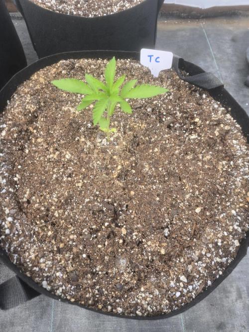 Tropicana Cookies 26. Week 2
