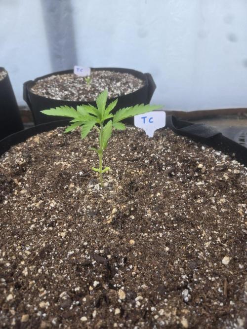 Tropicana Cookies 26. Week 2
