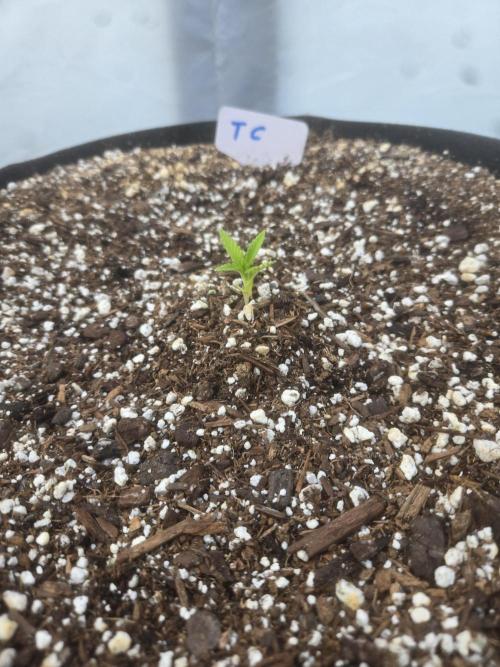 Tropicana Cookies 26. Week 2