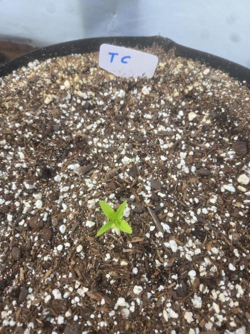 Tropicana Cookies. Week 2
