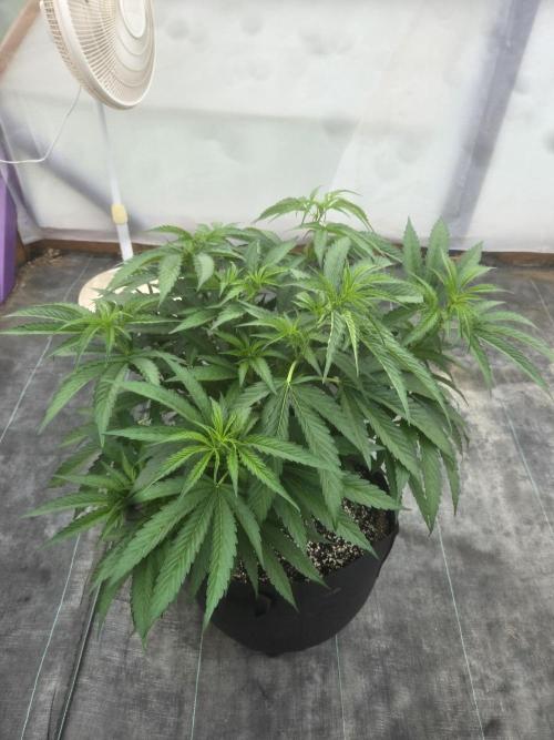 Super Boof clone. Week 4