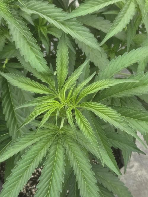 Super Boof clone. Week 4