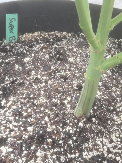 Super Boof clone. Week 4