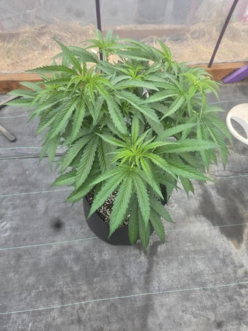Super Boof clone. Week 4