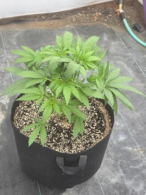 Cherry Pie 26. Week 3