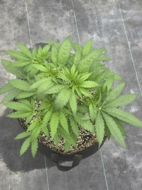 Cherry Pie 26. Week 3