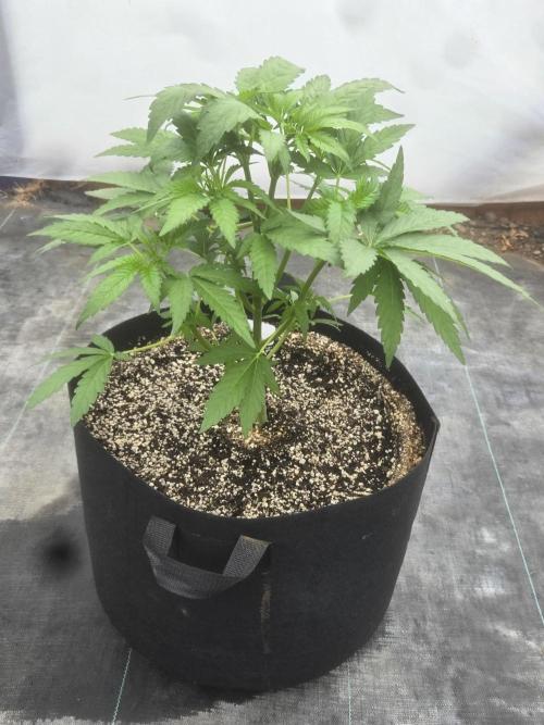 Cherry Pie 26. Week 3