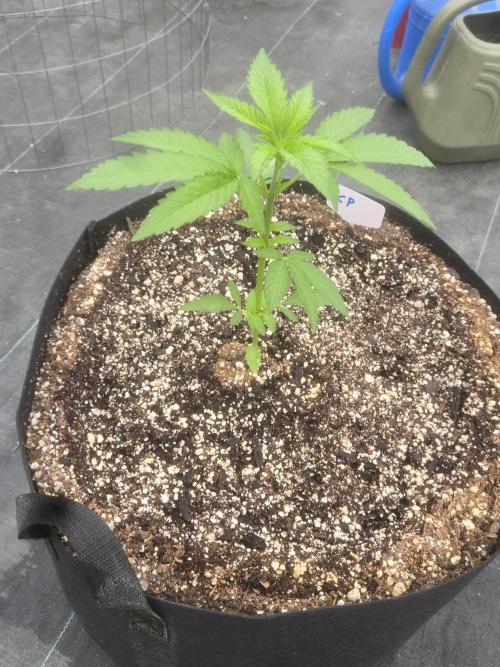 Cherry Pie 26. Week 3