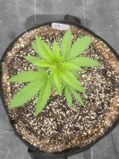 Cherry Pie 26. Week 3