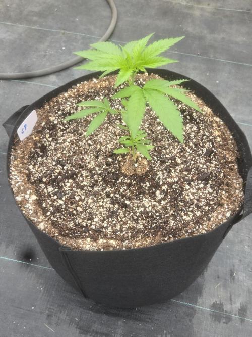 Cherry Pie. Week 3