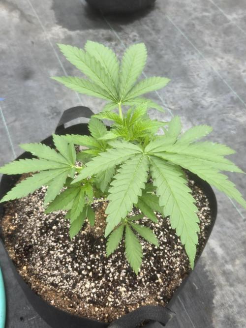 Tropicana Cookies 26. Week 3