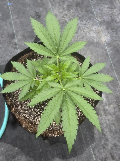 Tropicana Cookies 26. Week 3