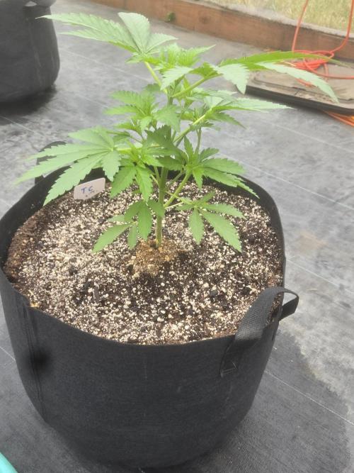 Tropicana Cookies 26. Week 3