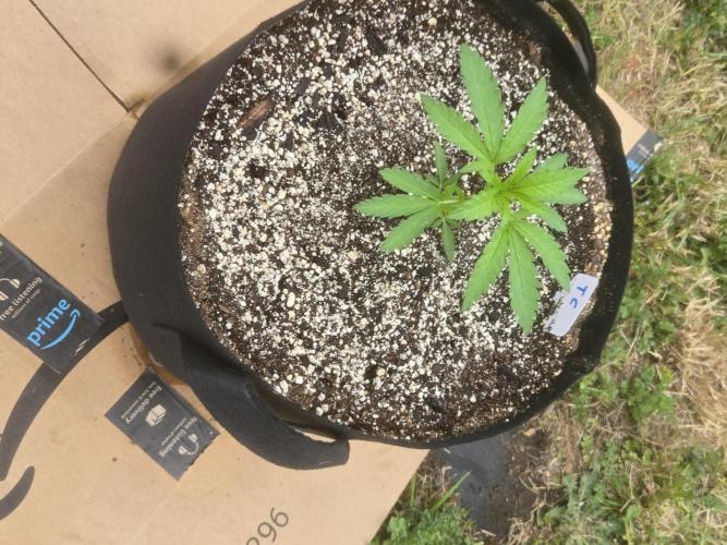 Tropicana Cookies 26. Week 3