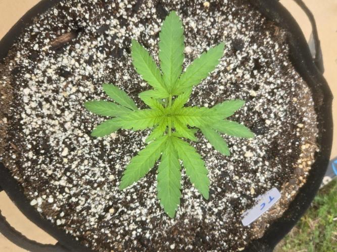 Tropicana Cookies 26. Week 3
