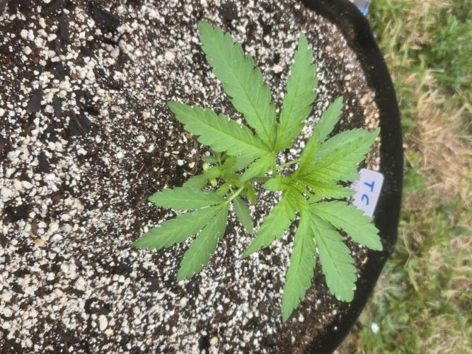 Tropicana Cookies 26. Week 3