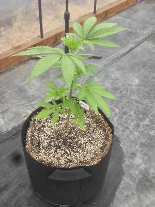 Blackberry Kush 26. Week 3