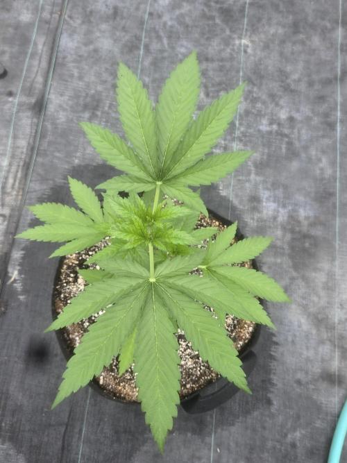 Blackberry Kush 26. Week 3