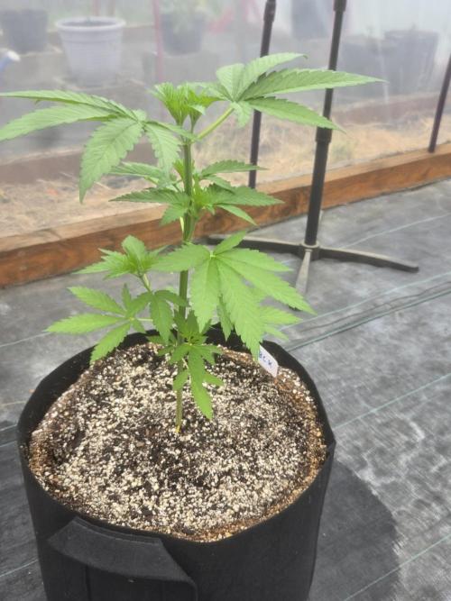 Blackberry Kush 26. Week 3