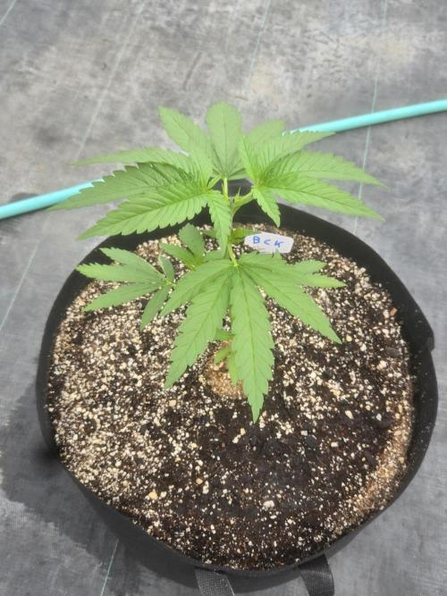 Blackberry Kush 26. Week 3