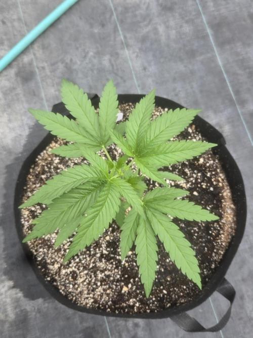 Blackberry Kush 26. Week 3
