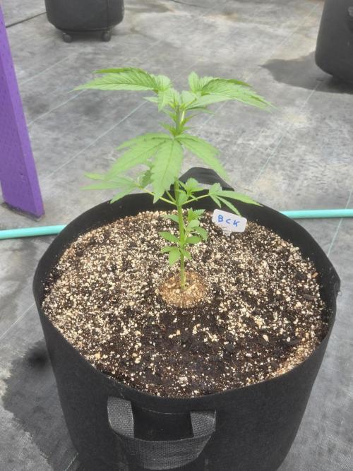Blackberry Kush. Week 3