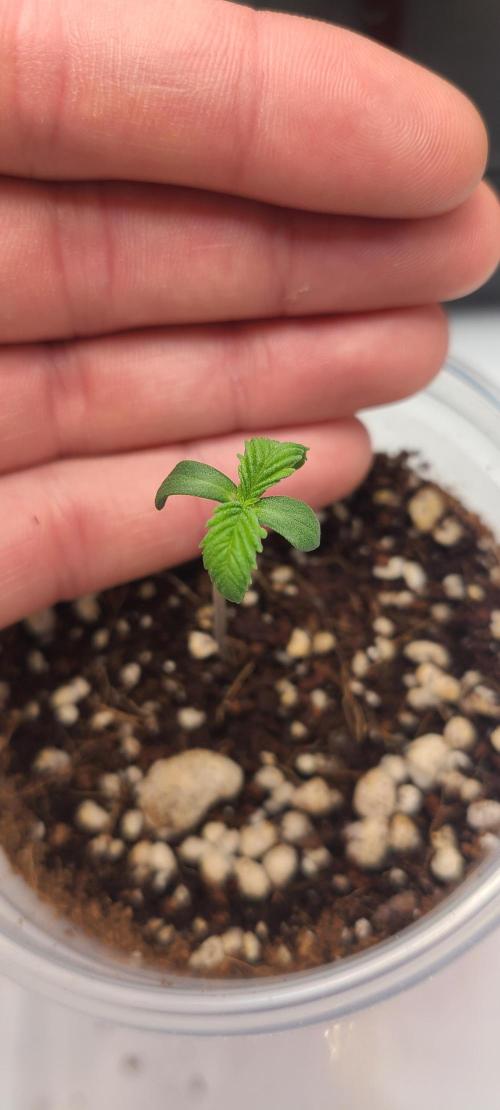 AI Grow Tent System Compact 2x2, Integrated Controls. Week 1