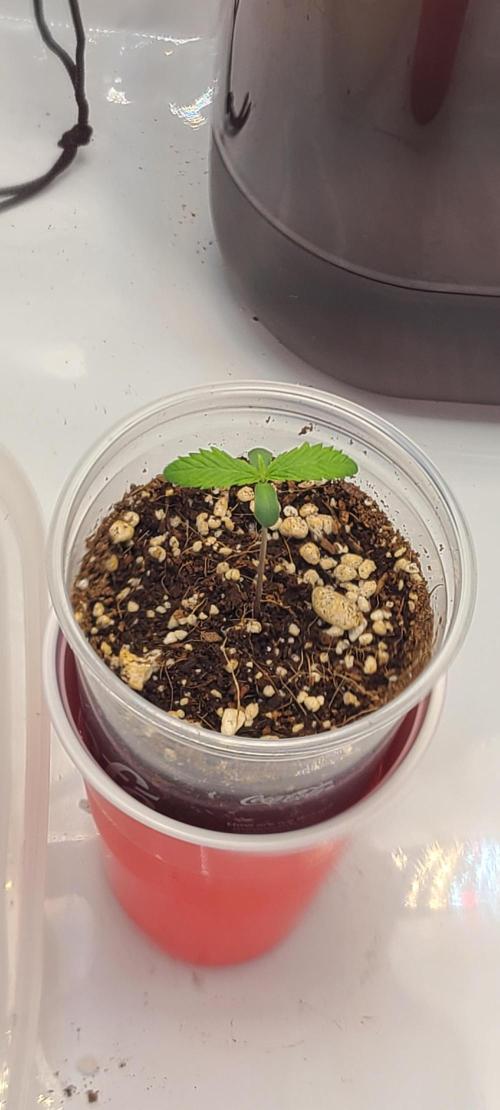 Montel's Dream Widow. Week 2 - Day 8