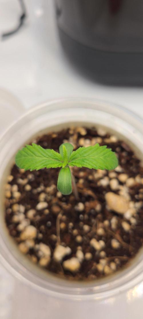 Montel's Dream Widow. Week 2 - Day 9