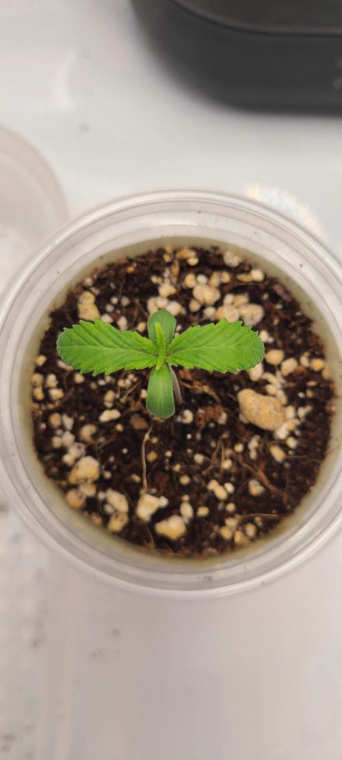 Montel's Dream Widow. Week 2 - Day 10 fed 80ml .6 ec 5.5ph with growers recharge. 50ml to the top with a stringe.30ml sub irrigated