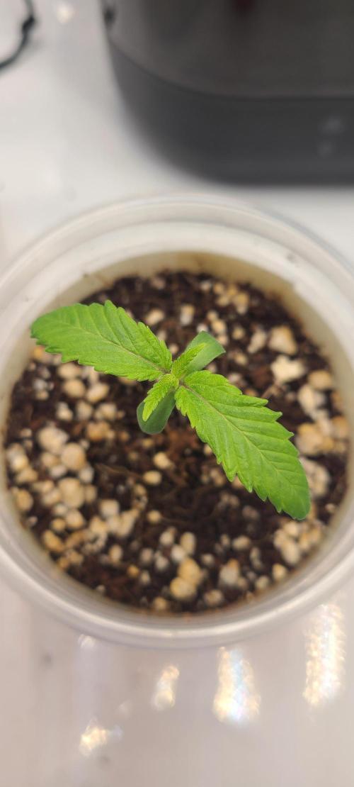 Montel's Dream Widow. Week 2 - Day 11 felt my feed on day 10 was too conservative so I went back in til run off about 120ml