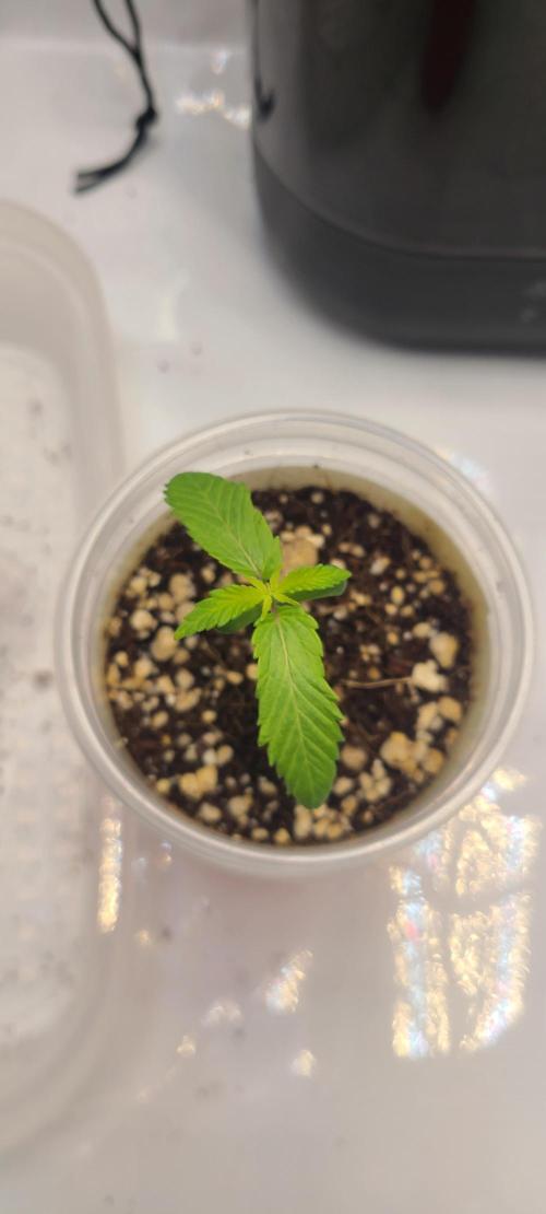 Montel's Dream Widow. Week 2 - Day 12
