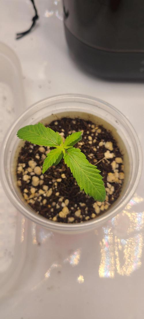 Montel's Dream Widow. Week 2 - Day 13