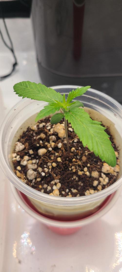 Montel's Dream Widow. Week 2 - day 14 seeing big growth, might go in for another feeding
