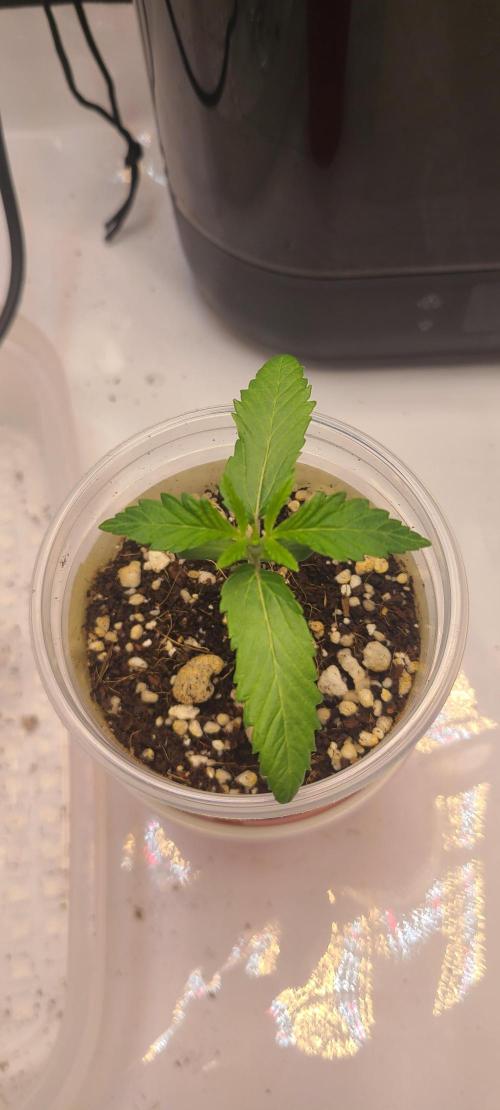Montel's Dream Widow. Week 3 - day 145