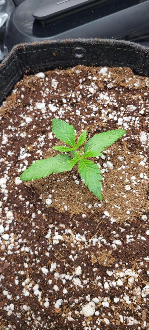 Montel's Dream Widow. Week 3 - day 16