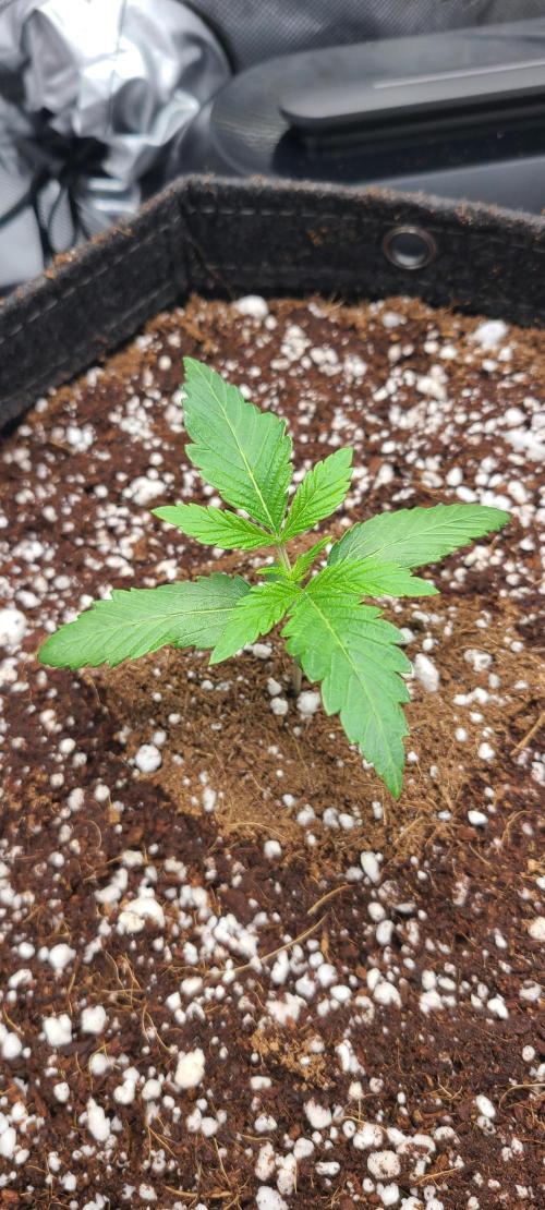 Montel's Dream Widow. Week 3 - day 17