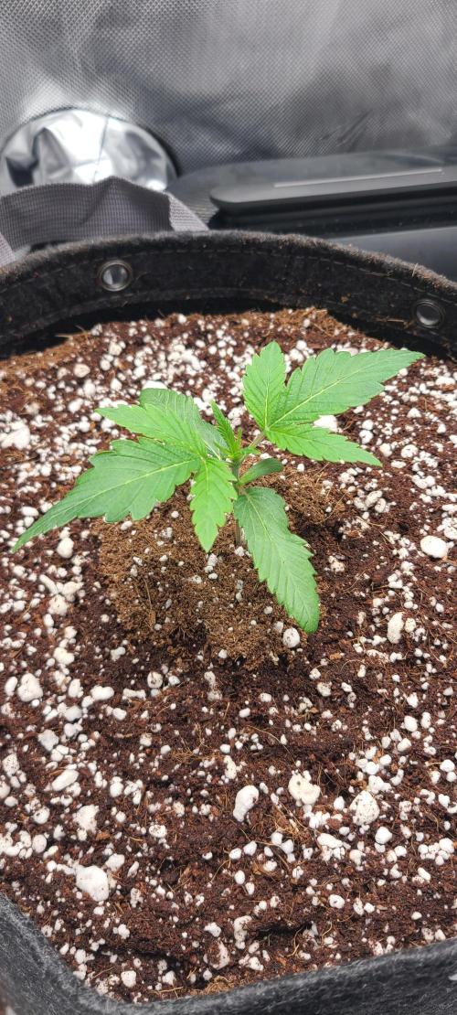 Montel's Dream Widow. Week 3 - day 18