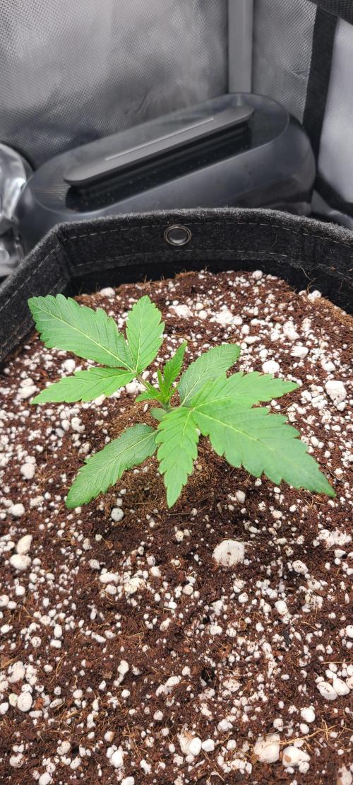 Montel's Dream Widow. Week 3 - day 19