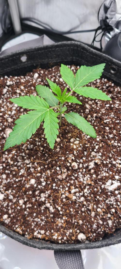 Montel's Dream Widow. Week 3 - day 20
