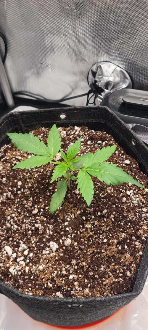 Montel's Dream Widow. Week 3 - day 21