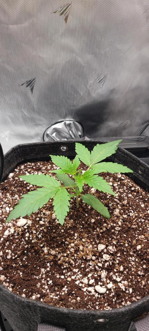 Montel's Dream Widow. Week 4 - day 22