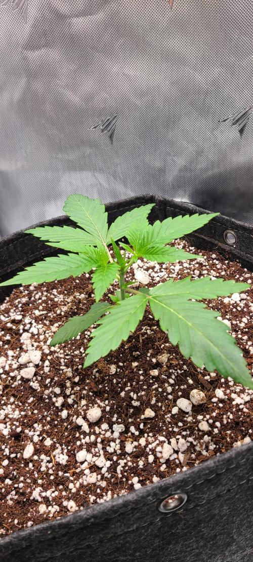 Montel's Dream Widow. Week 4 - day 23