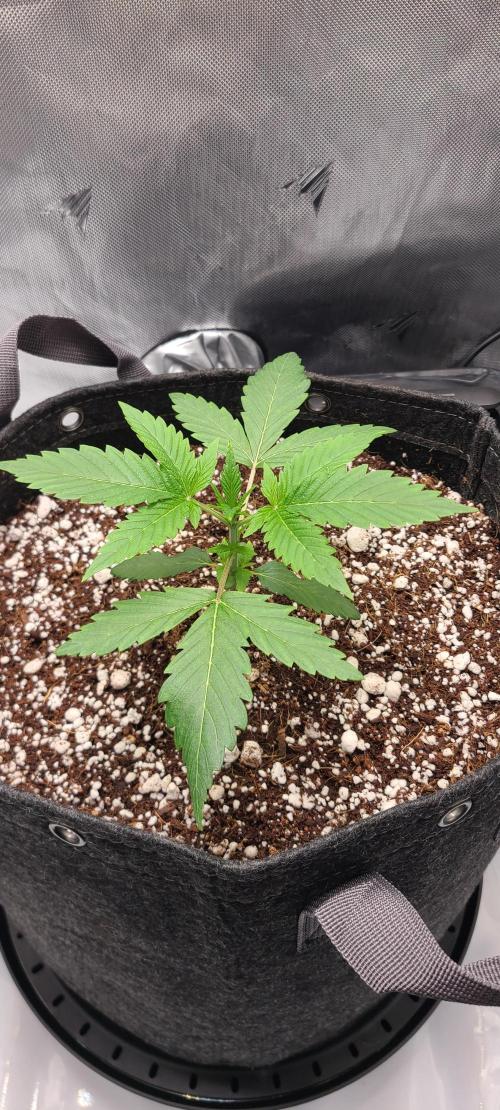 Montel's Dream Widow. Week 4 - day 24