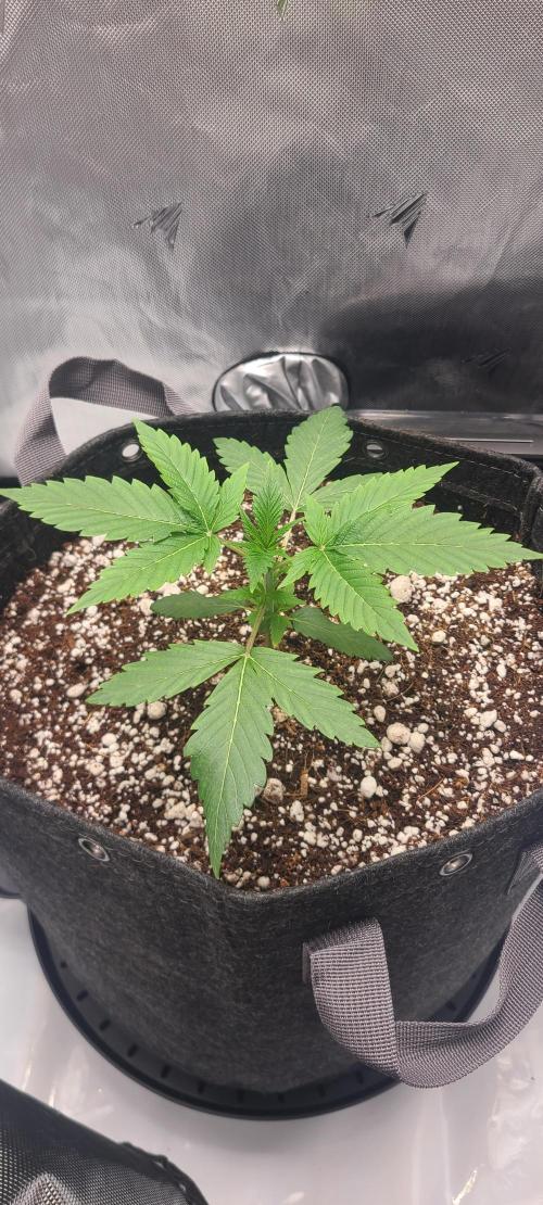 Montel's Dream Widow. Week 4 - day 25