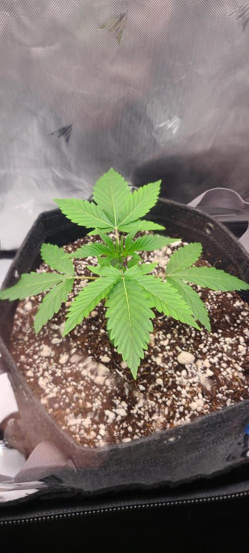 Montel's Dream Widow. Week 4 - day 26