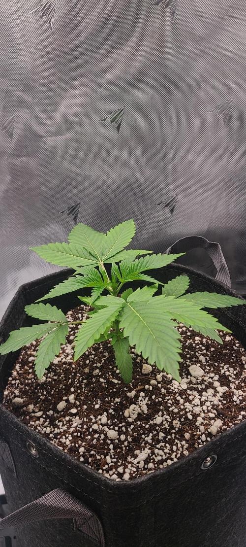 Montel's Dream Widow. Week 4 - day 27