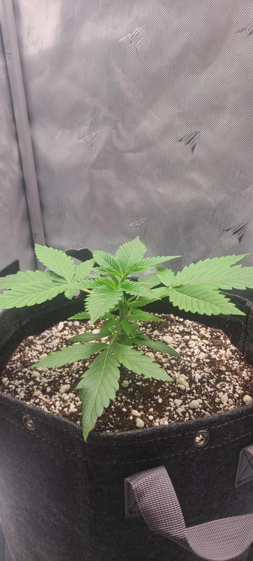 Montel's Dream Widow. Week 4 - day 28