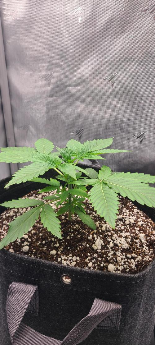 Montel's Dream Widow. Week 5 - day 29