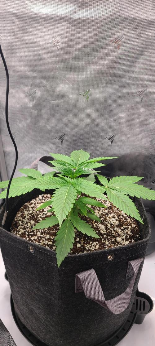 Montel's Dream Widow. Week 5 - day 30